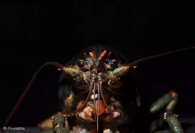 波士顿龙虾美食,波士顿龙虾高端食材