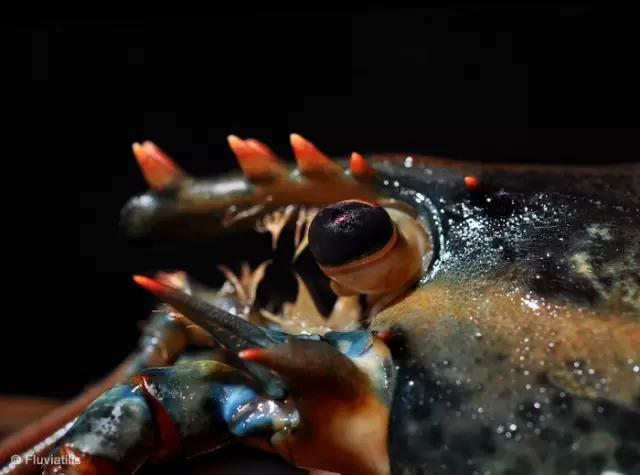 波士顿龙虾美食,波士顿龙虾高端食材