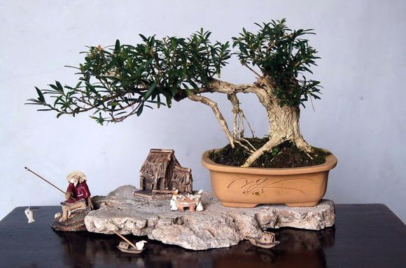 制作微型盆景的方法,新手第一次做微型盆景选什么品种