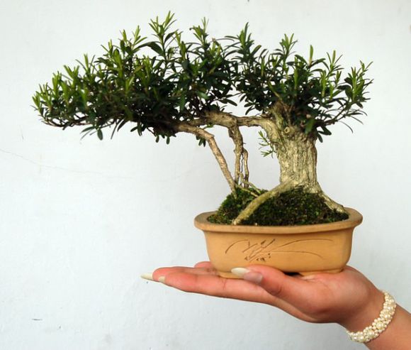 制作微型盆景的方法,新手第一次做微型盆景选什么品种