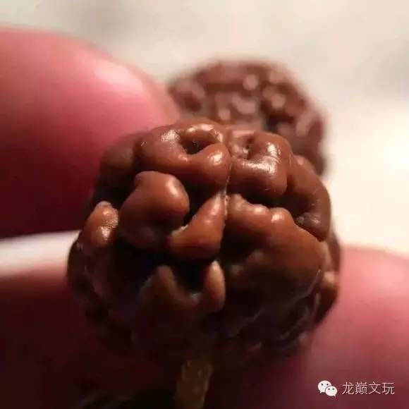 金刚菩提最不容易断齿的品种,哪种金刚菩提肉最多