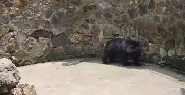 马鞍山雨山湖野生动物园,马鞍山雨山湖动物园白虎