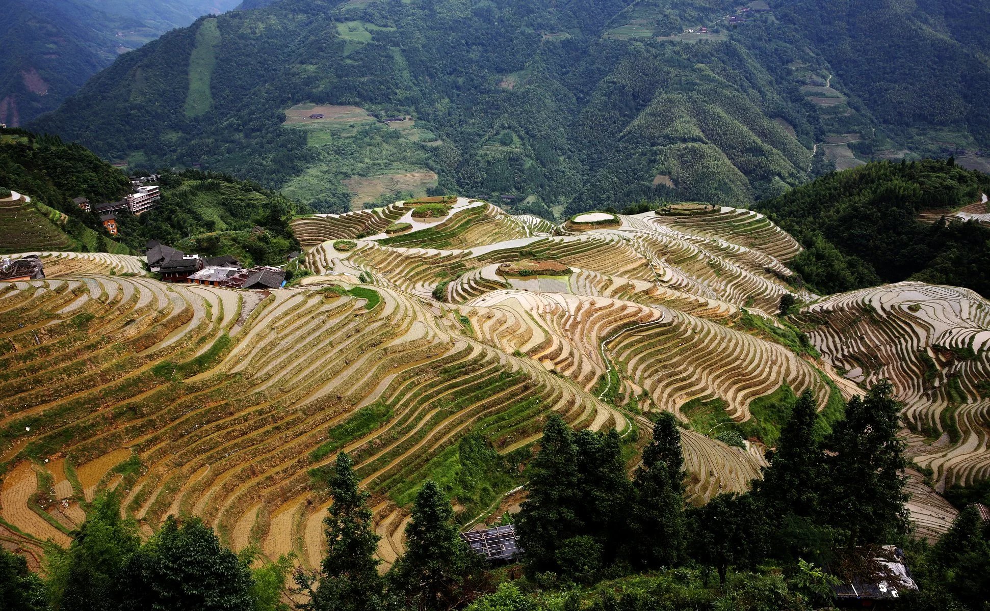 长发村红瑶淘米水洗发水直播,天下第一长发村用什么洗头发