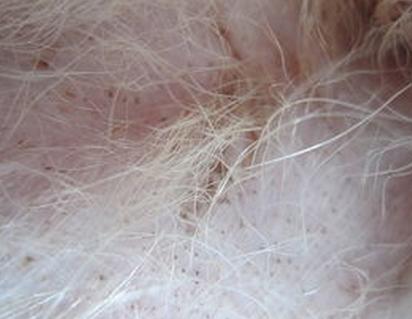 狗狗皮肤有小黑点是什么病,狗狗身上突然长好多黑斑怎么回事