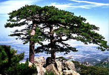 天下名山第一峰书法,中国书法之乡第一名