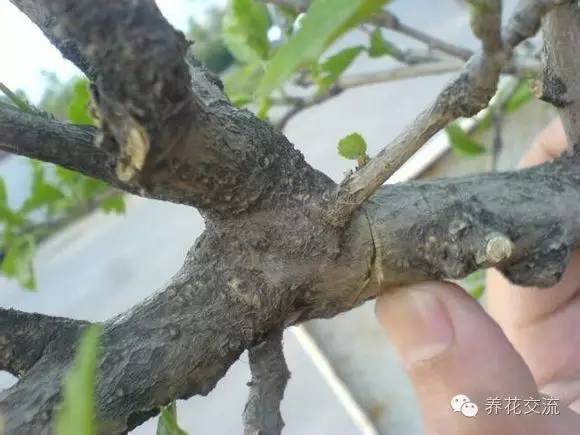 压条法繁殖植物,用压条繁殖的植物