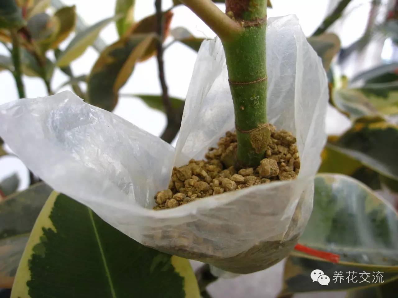 压条法繁殖植物,用压条繁殖的植物