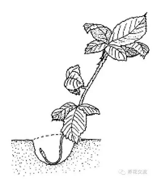 压条法繁殖植物,用压条繁殖的植物