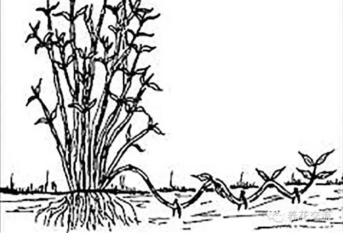 压条法繁殖植物,用压条繁殖的植物