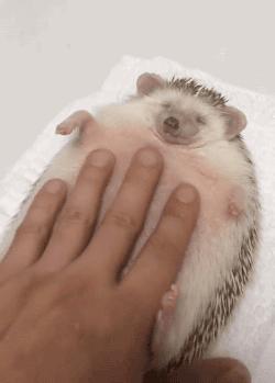 这销魂的表情，一看就不是什么正经刺猬！