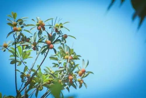 杨梅里面有虫可以长时间吃吗,担心杨梅生虫不敢吃怎么样浸泡