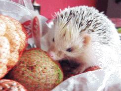 这销魂的表情，一看就不是什么正经刺猬！