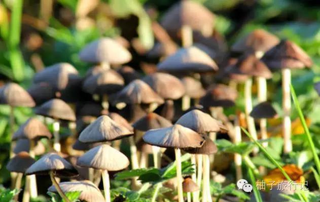 什么季节适合去丽江旅游,丽江旅游攻略必备清单