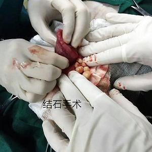 狗狗疑难杂症咨询,狗狗的疑难杂症图片