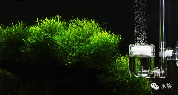 水族简单介绍,水草溶叶是什么症状