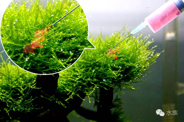 水族简单介绍,水草溶叶是什么症状