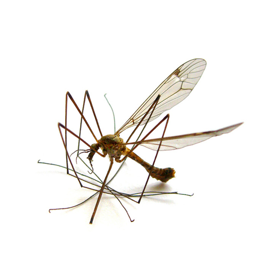 睡觉防蚊技巧,蚊子正疯狂怎么防蚊