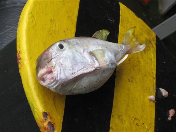 我是远洋渔民，爱钓鱼，更爱周游世界