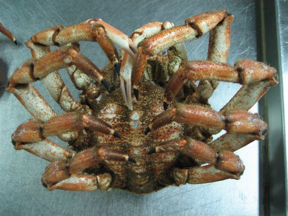 我是远洋渔民，爱钓鱼，更爱周游世界