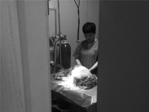 什么情况下狗狗做安乐死,什么情况建议狗狗安乐死