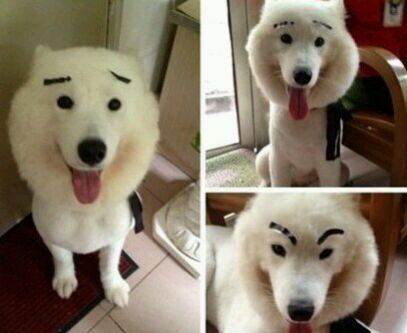 新手养狗怎么给狗狗养成习惯,养狗必备如何保证狗狗健康