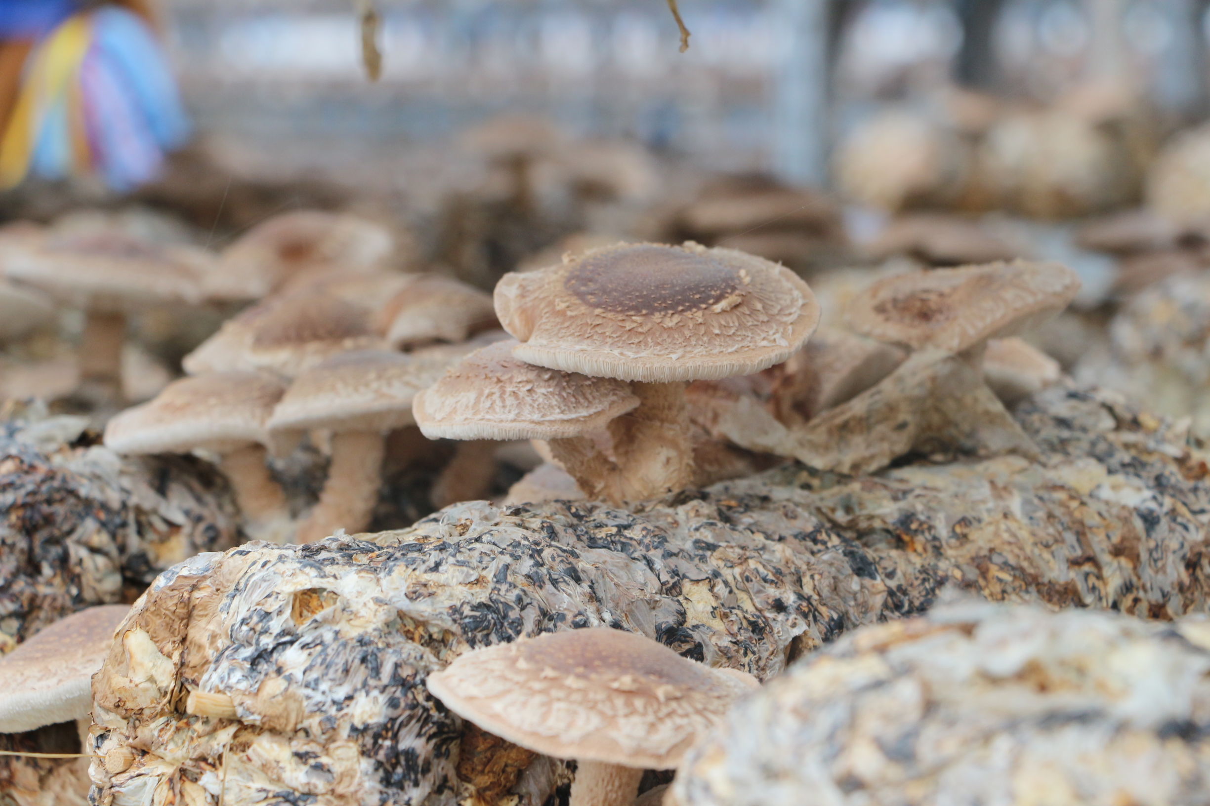 大美中国随州旅游攻略,灵秀湖北千湖之地