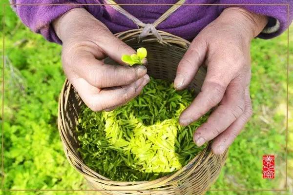 所有茶都应该越早采摘越好,一般而言茶什么时间采摘最好