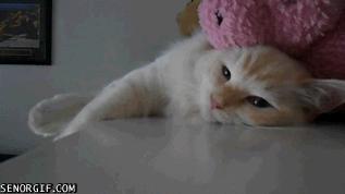 猫咪的行为翻译,猫咪的行为心理学