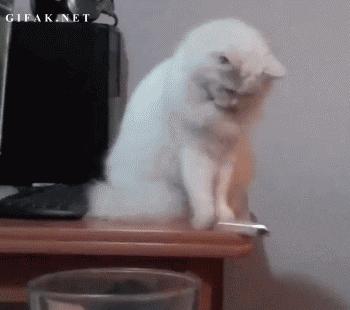 猫咪的行为翻译,猫咪的行为心理学