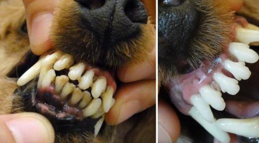 给狗狗刷牙的正确操作,怎样给狗狗刷牙不嘴臭