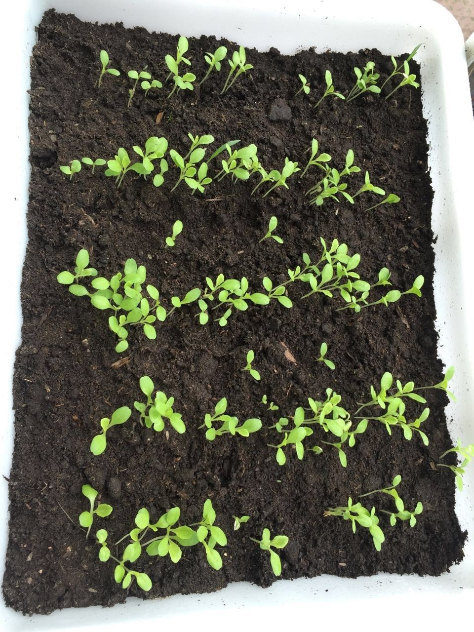 种菜为什么菜都长不大,自己种菜黄瓜四季种