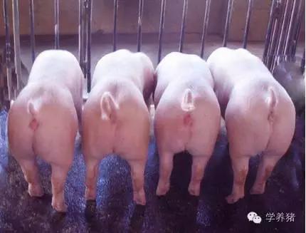 外三元内三元土杂猪外形上的区别,外三元猪和内三元猪哪个肉质好