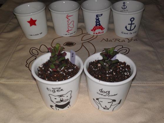 用超小的花盆种肉,自己做多肉花盆的方法