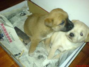 养犬酿血案！当穷人的土狗“奸污”富翁的名贵狗