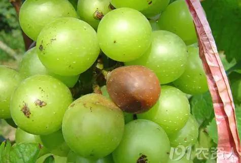 葡萄白腐病是什么原因,葡萄白腐病的秘方