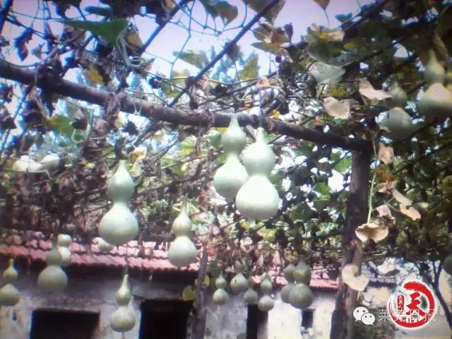 莱芜人的一天：农民陈功宝的“葫芦世界”！