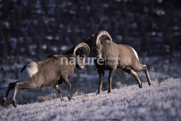 汽车撞了羊羊没事要报警吗,绵羊撞到路人后回过头又撞一次