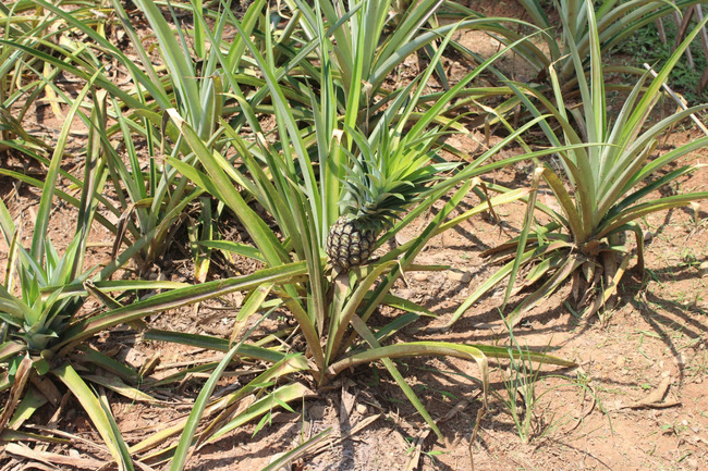 暑假云南旅游攻略8天,海南暑期云南旅游费用