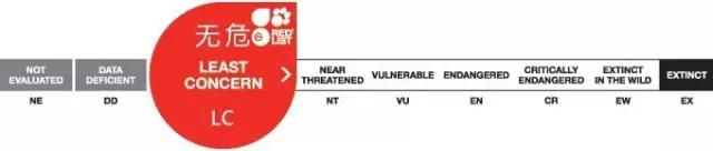 波士顿龙虾美食,波士顿龙虾高端食材