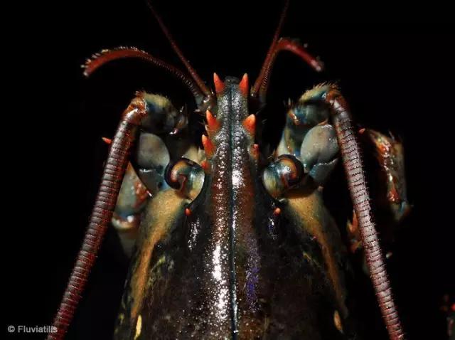 波士顿龙虾美食,波士顿龙虾高端食材