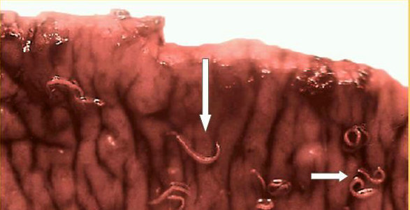孩子面色发黄消瘦不长个,小孩面色发黄消瘦吃哪种药物调理