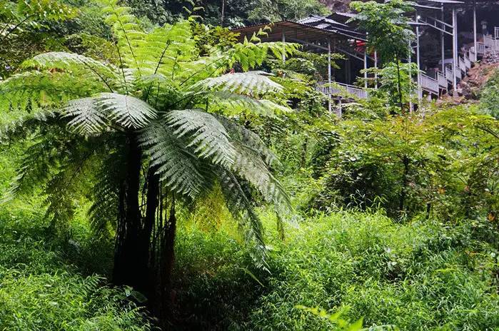 巴马世界旅居圣地,广西巴马长寿圣殿图片