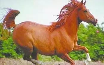 全球独一无二的车,全国独一无二的宝马轿车