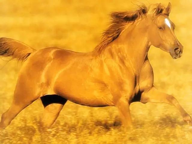 全球独一无二的车,全国独一无二的宝马轿车