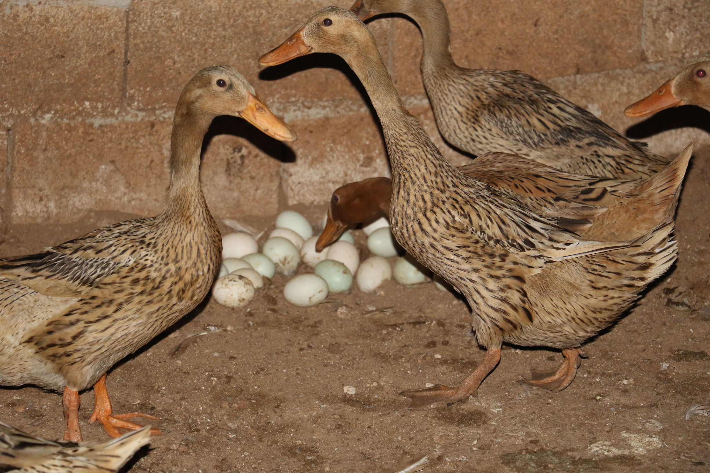 鸭子掉蛋原因,鸭子产多少蛋