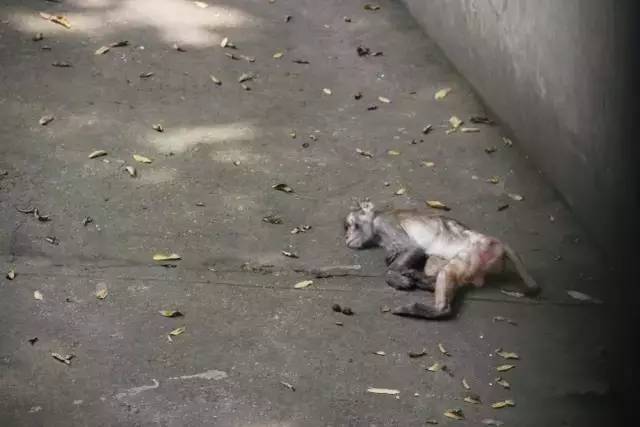 马鞍山雨山湖野生动物园,马鞍山雨山湖动物园白虎