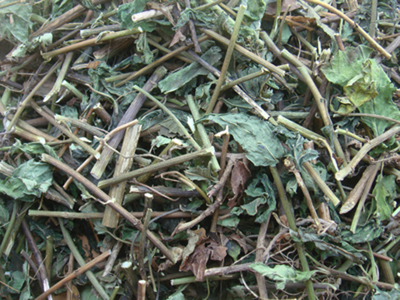 千里光，千里光，治湿疹、治疥疮