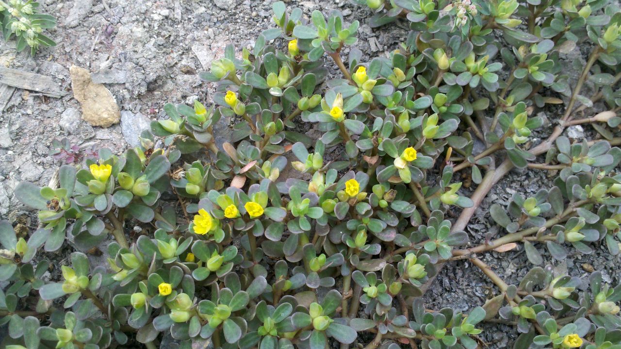 马齿菜,城里人专门到农村去挖,原来是因为这个