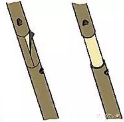 压条法繁殖植物,用压条繁殖的植物