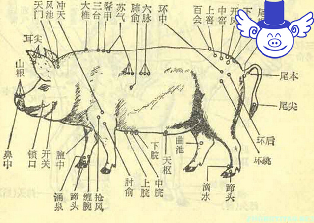 猪中暑治疗最佳方法,猪中暑用什么药物治疗